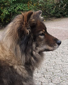 Eurasier Suki