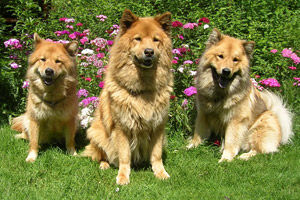 Eurasier Fe, Diska and Dali Eurasier Fe, Diska and Dali