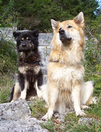 Eurasier Pablo and Lena