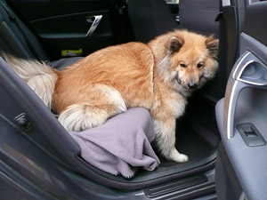 Hund auf dem Rücksitz, besser nicht ohne Sicherheitsdecke