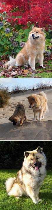 Aiko, Ipsy mit Debbie, Bajaro Aiko, Ipsy mit Debbie, Bajaro