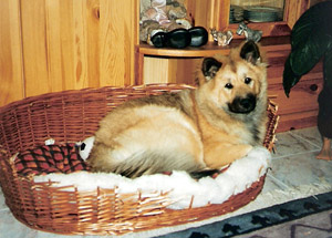 Lissy - Ambra von den Galgenforlen