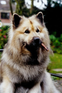 Elliott aus dem Drawehn mit Ochsenziemer