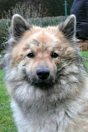 Amy vom Arenberger Grund - auch mal schmutzig