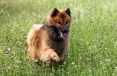 Eurasier beim Sommerfest in Wolfach 2009