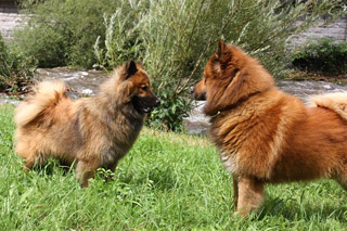 Eurasier beim Sommerfest in Wolfach 2009