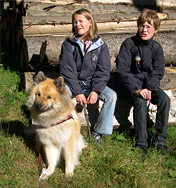 Familienhund Eurasier