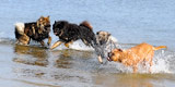 Zur Foto-Themenseite "Eurasier aktiv"