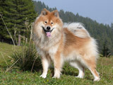 Eurasier-Photo-Gallery