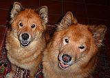 Alte Eurasier