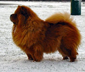 Chow Chow