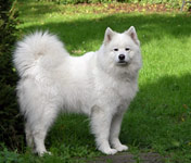 Samojede