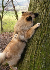 Arok sucht nach einer Nascherei, die in der Rinde eingeklemmt an diesem Baum versteckt wurde!