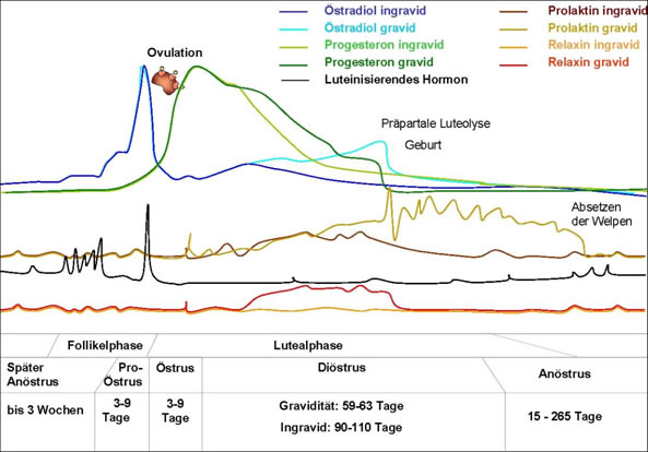 Hormonkurve der Hündin
