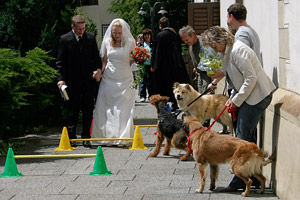 Hunde am Geschirr in Situationen die erschrecken oder ängstigen könnten