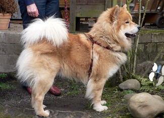 Eurasier mit Geschirr aus geflochtener Kordel