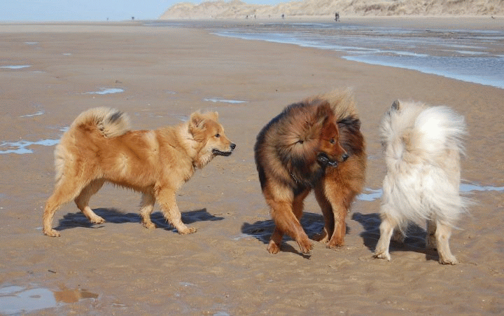Sheba, Nanook and Geena