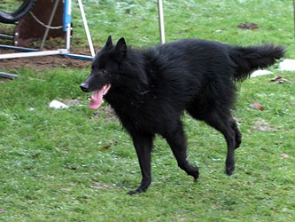 Notvermittlung Groenendael-Rüde Alf