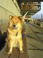 Eurasier in der Großstadt