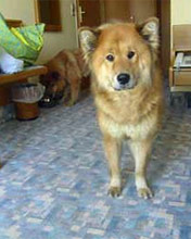 Eurasier im Hotel