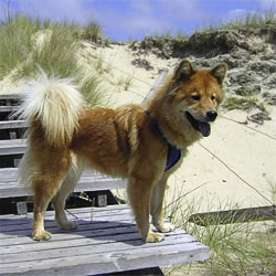 Eurasier an der Nordsee