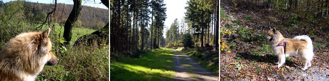 Eurasier im Sauerland