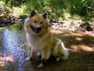 Eurasier im Schwarzwald