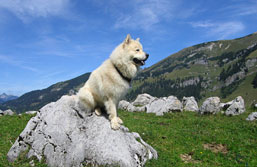 Eurasier Emilio in den Bergen